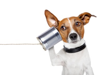 dog on the phone with a can
